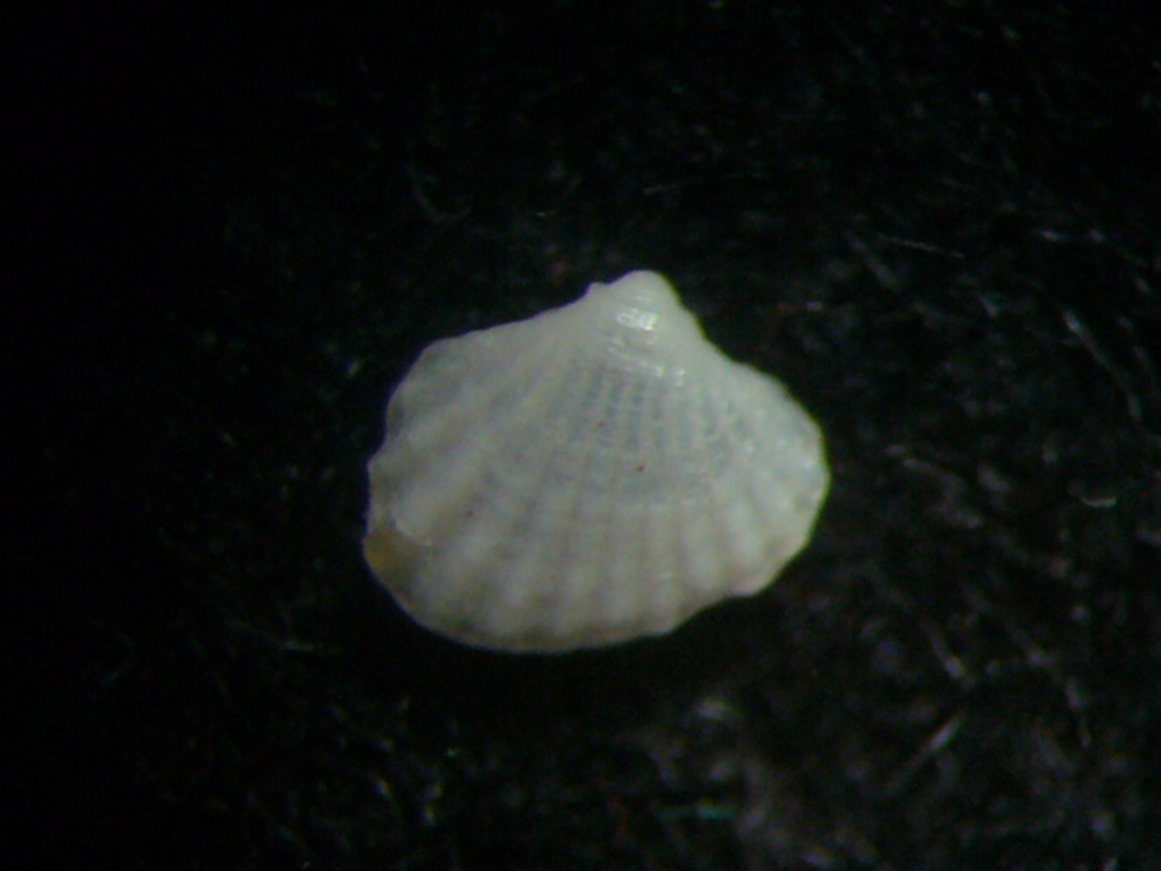 Piccolo bivalve